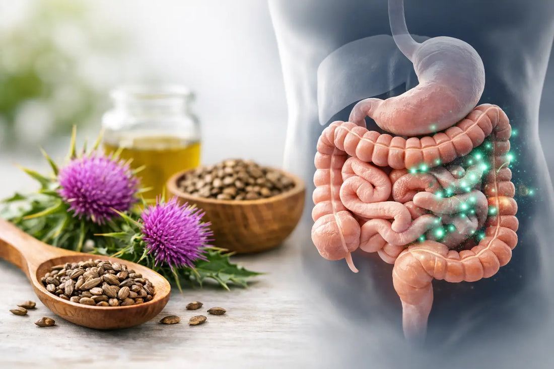 Milk Thistle and Gut Health: What to Know